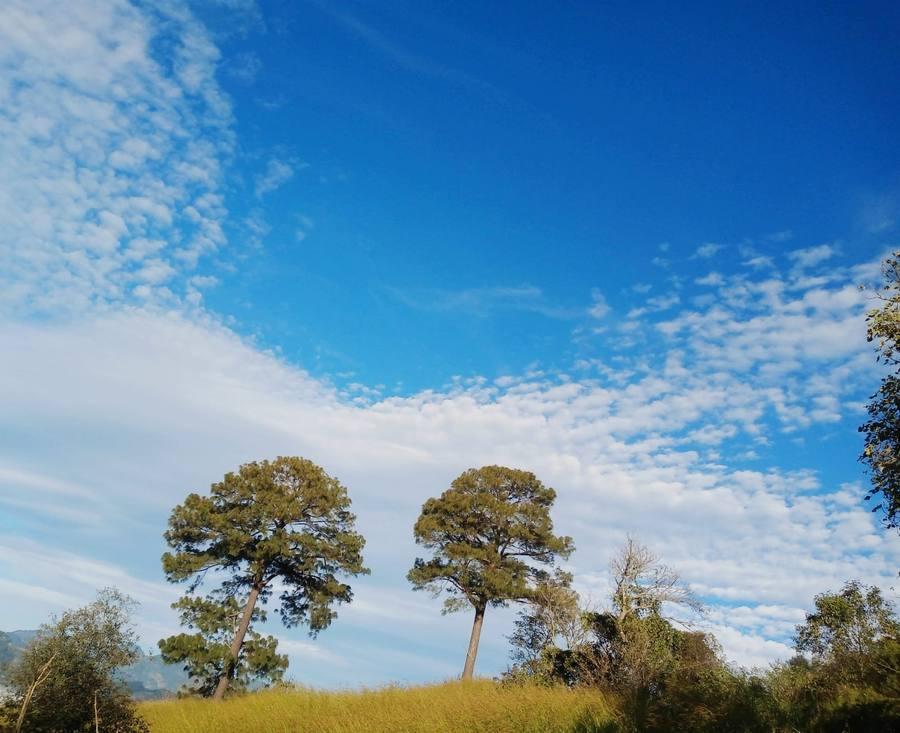 Pinos nativos de la sierra