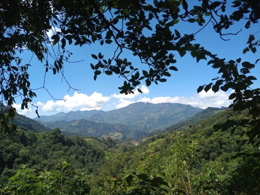 Vista del valle entre la vegetación