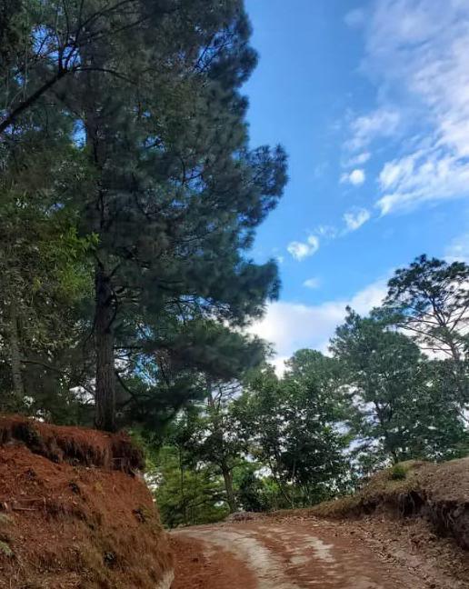 Vereda de terracería entre pinos de la sierra