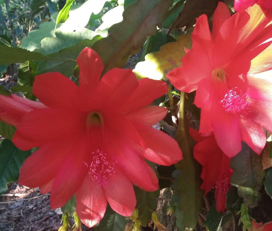 Flor de epífilo silvestre de la sierra