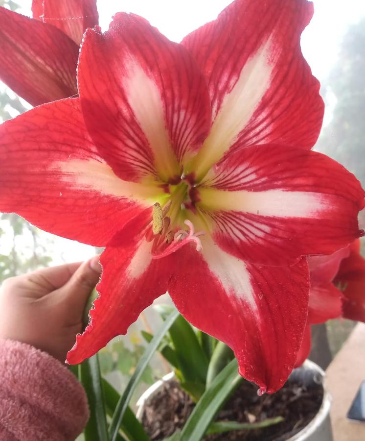 Amarilis roja en flor, jardín cuautempense